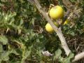 Solanum linnaeanum